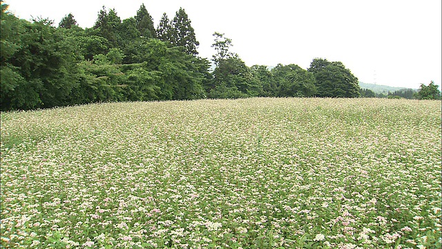 潘正对着日本盛开的荞麦花田视频素材