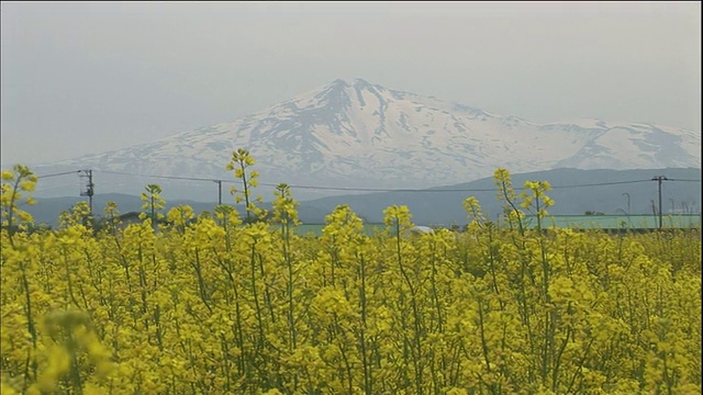 从怒放的油菜花田向白雪皑皑的Chokai山倾斜，日本视频素材