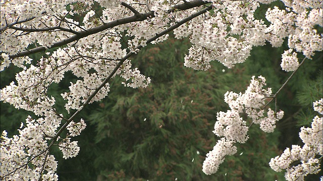 日本樱花盛开，花瓣飘落视频素材