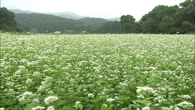 日本，起重机在荞麦花田上视频素材