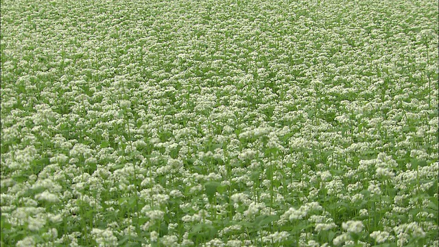 倾斜到荞麦花田，日本视频素材