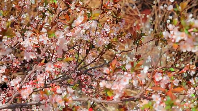 美丽的梅花开花了。全高清视频视频素材