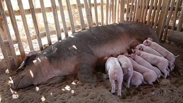 一群饥饿的小猪在争取母乳喂养视频下载