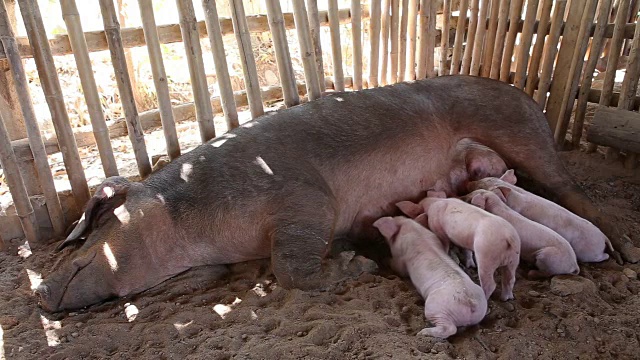 一群饥饿的小猪在争取母乳喂养视频下载