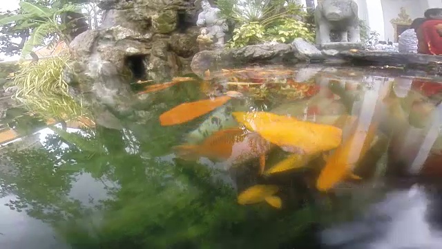 锦鲤水下拍摄视频下载