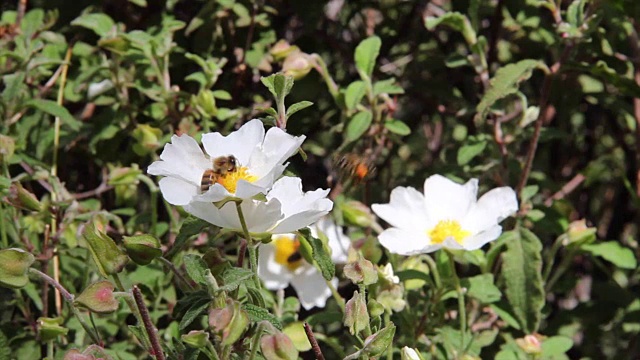 蜜蜂从花上采集花粉视频下载