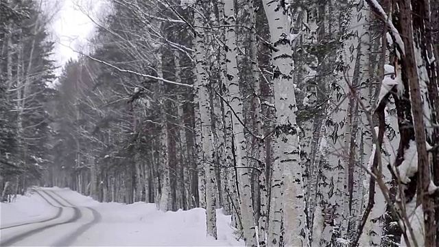 森林公园下雪了。冰雪覆盖的公园里的冬季景观。视频下载