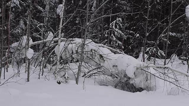 冬天的场景。倒下的树。雪。冬季森林。冬天。视频下载