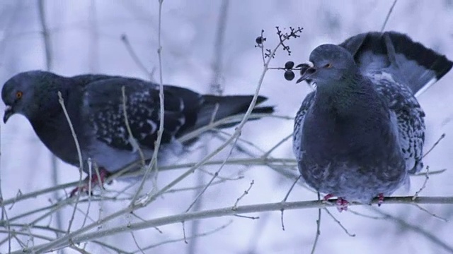 鸽子坐在白雪覆盖的树枝上视频下载