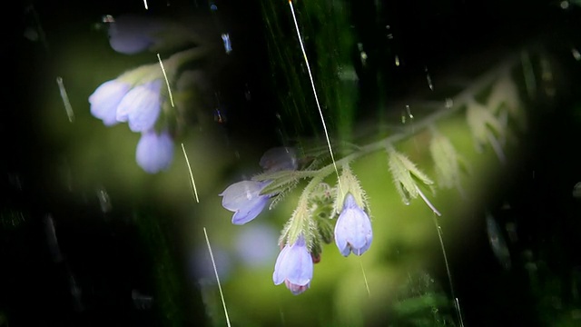 雨中花园里的蓝色田野花。视频素材