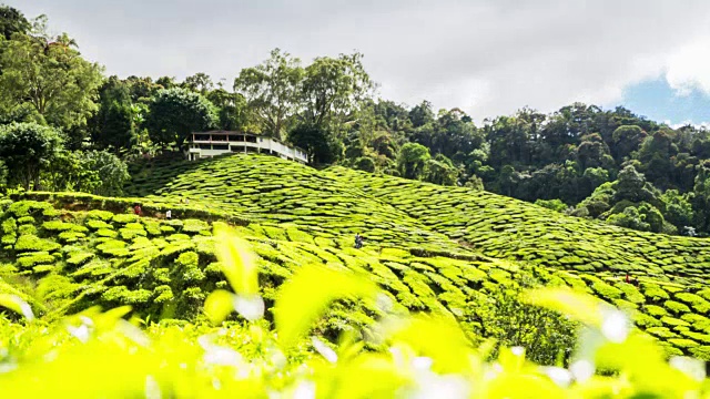 茶园上空移动云的时间间隔视频素材