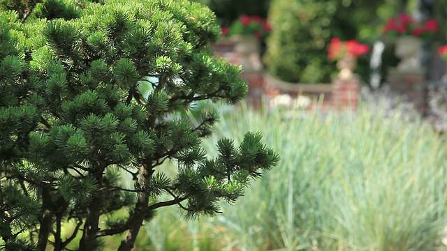 花园里的松树视频素材