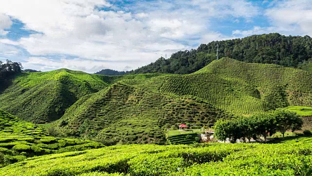 茶园上空移动云的时间间隔视频素材