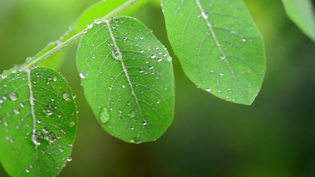 热带雨林视频素材