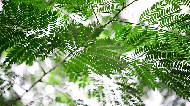 热带雨林视频素材