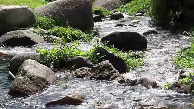 杂草丛生的小溪视频素材