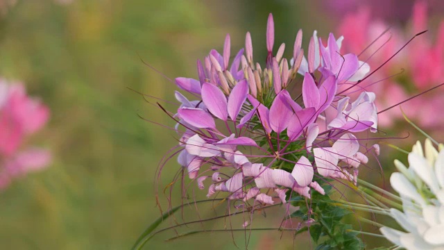 蜘蛛花随风摇曳视频素材