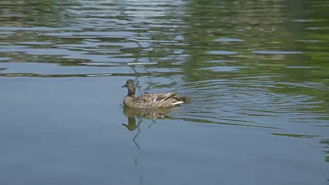 水面上的鸭子和小鸭子视频素材