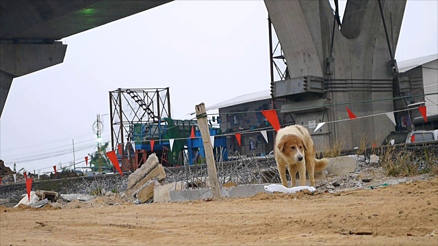 流浪狗在工地附近进食视频素材