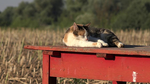 五颜六色的猫在院子里的桌子上休息视频素材