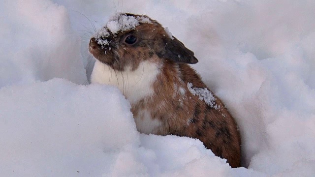 毛茸茸的兔子冬天坐在雪地里视频素材