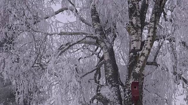 雪堆与桦树与鸟类筑巢箱视频素材