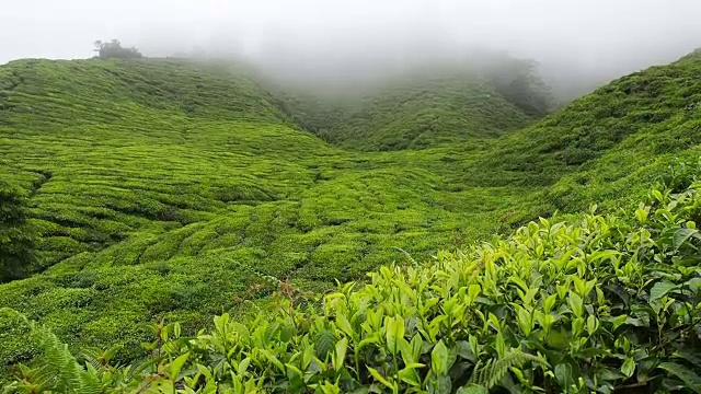 山上有雾的茶园视频下载