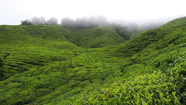 山上有雾的茶园视频下载