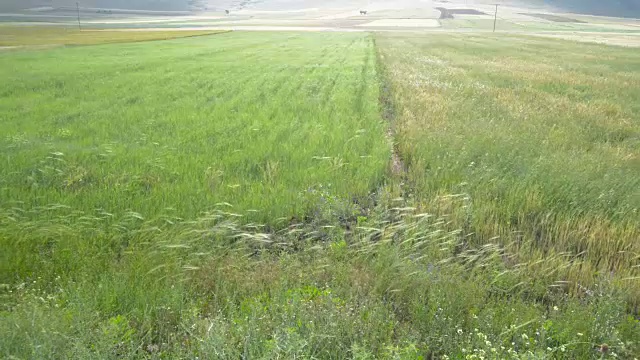 广角拍摄的绿色耕地在风的天气视频下载