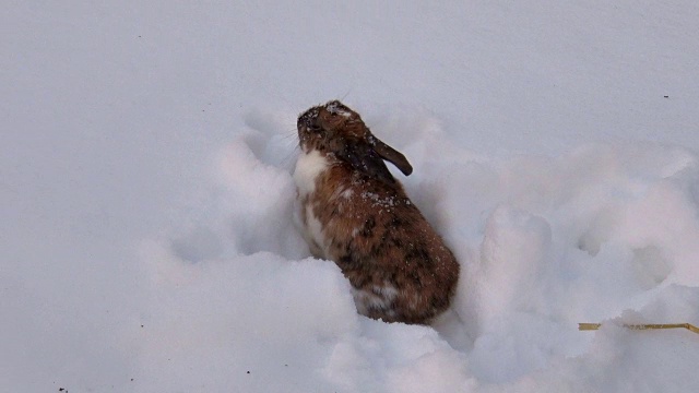 兔子在雪中挖洞视频素材