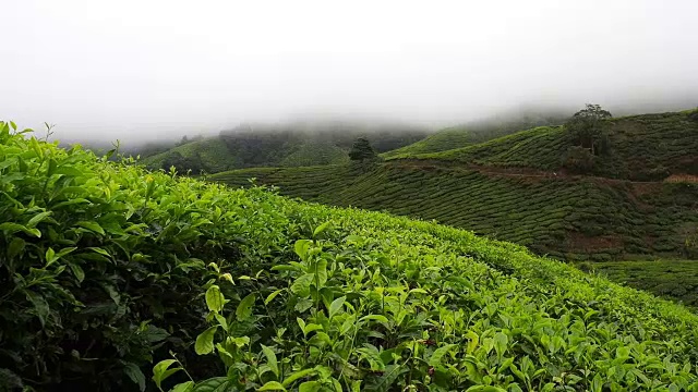 山上有雾的茶园视频素材