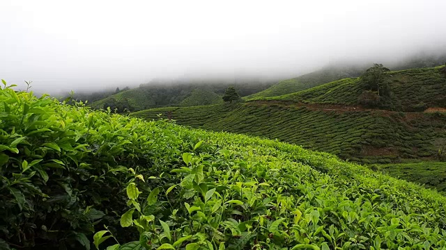 山上有雾的茶园视频下载