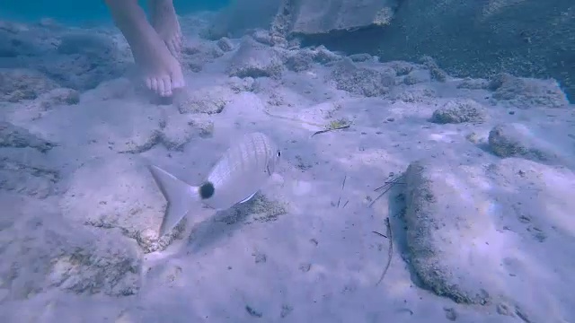 地中海水下探险2视频素材