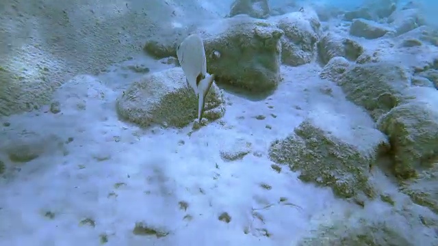 地中海水下探险3视频素材