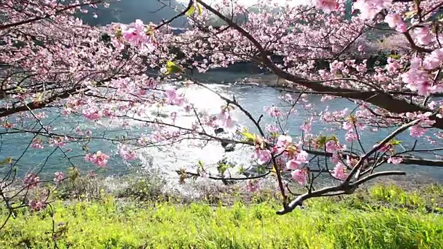 樱花盛开的日本河津樱花视频下载