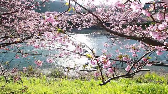 樱花盛开的日本河津樱花视频下载