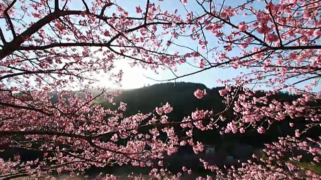 樱花盛开的日本河津樱花视频下载