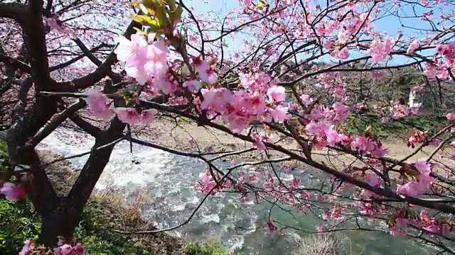 樱花盛开的日本河津樱花视频下载