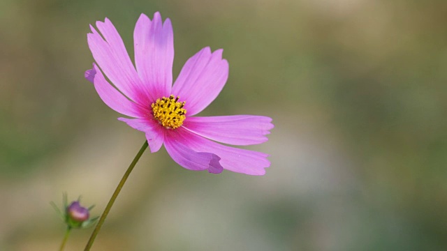 粉红色的宇宙花随风摇曳视频素材