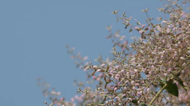 阵雨兰花和风视频素材