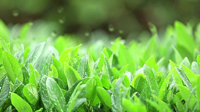 雨落在玻璃上视频素材