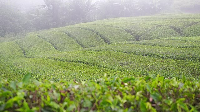 山上有雾的茶园视频下载