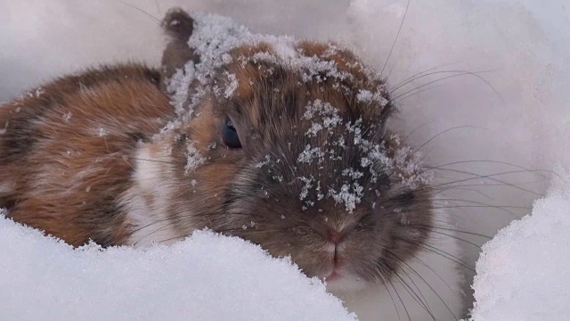 兔子用鼻子挖雪视频素材