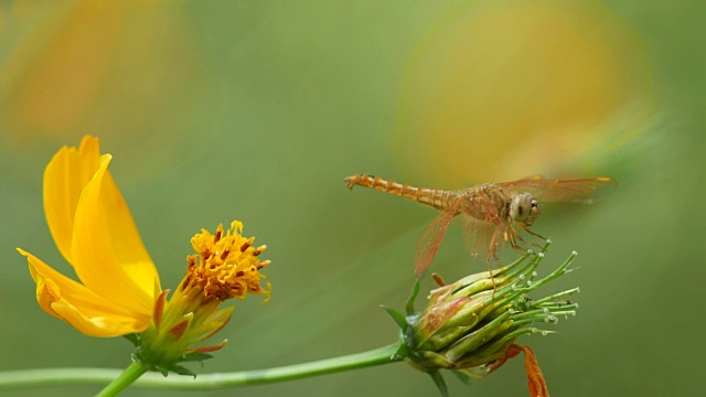 蜻蜓和宇宙花视频素材