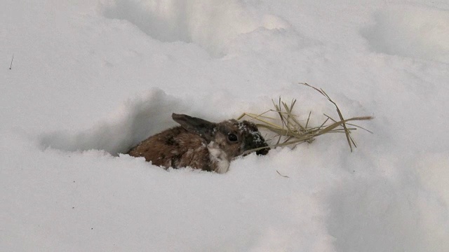 兔子在雪中吃干草视频素材