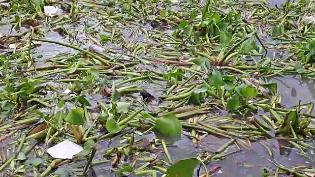 全高清无声音视频:水中的水葫芦视频素材