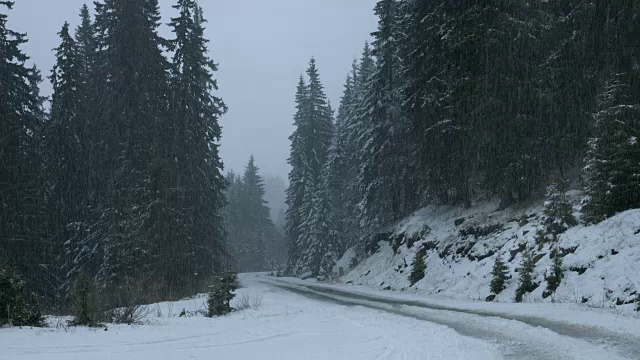 松树林降雪视频素材