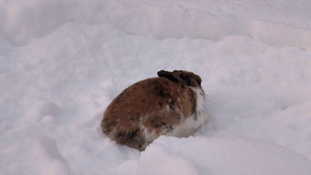 兔子挖雪视频素材