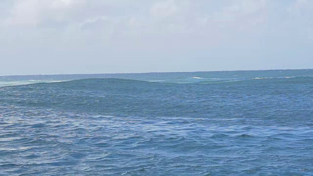 在冲浪运动中，低飞的海鸥飞过冲浪者视频素材