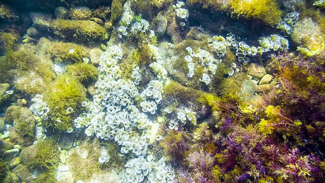 海底视频下载